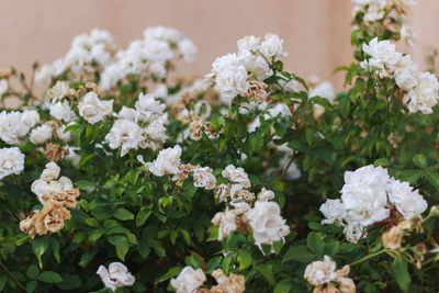 Close-up of white flowering plants