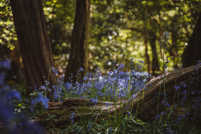 Bluebells in forest