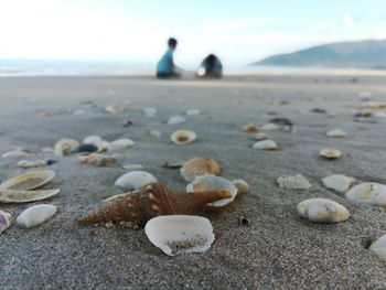 Close-up of shells on beach