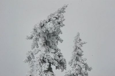 Close-up of plant against white background