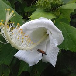 Close-up of white flowers