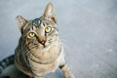 Close-up portrait of tabby cat