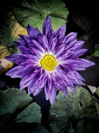 Close-up of purple flower blooming outdoors