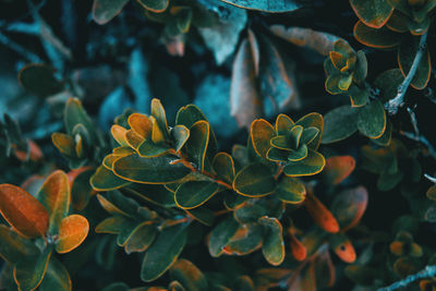 Close-up of succulent plant leaves