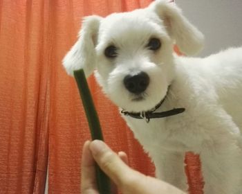 Close-up of hand holding dog