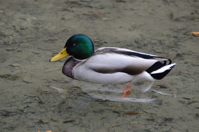 High angle view of duck swimming on lake