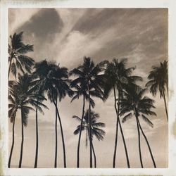 Palm trees against cloudy sky