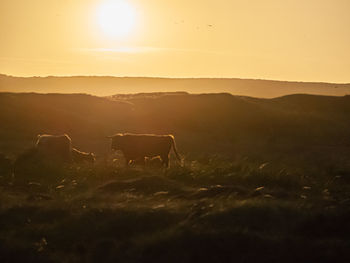 View of highland cows on field during sunset