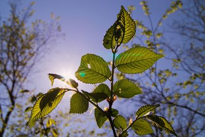 Low angle view of leaves against sky