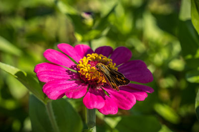 Close-up of honey bee pollinating on pink flower