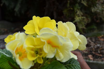 Close-up of yellow flowers blooming outdoors