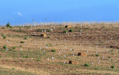 View of sheep on field