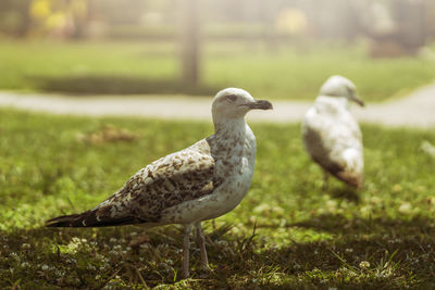 Close-up of duck on field