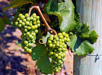 Fruits growing in vineyard