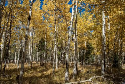 Trees in forest during autumn
