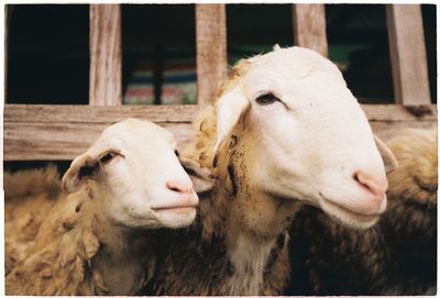 Sheep on a tourist farm in moc chau, viet nam