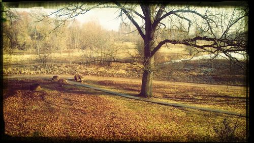 Bare trees on field