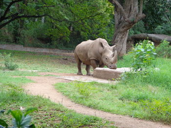 Lion standing in a forest