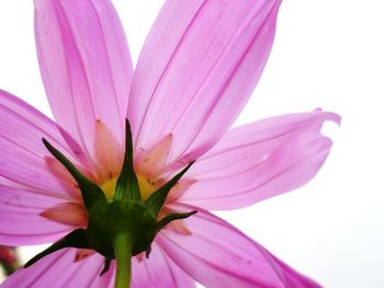 Close-up of pink flower blooming outdoors