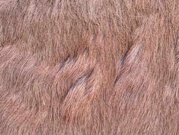 The closeup of the fur of horse. warm winter brown horse fur