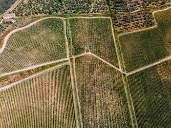 Full frame shot of agricultural field