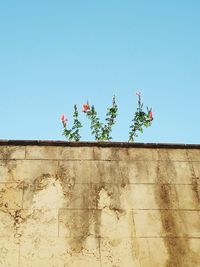 Low angle view of plant against clear sky