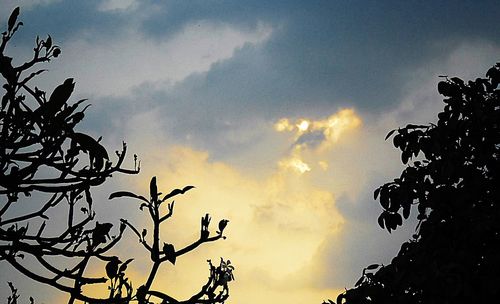 Low angle view of silhouette trees against sky