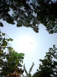 Low angle view of trees against sky