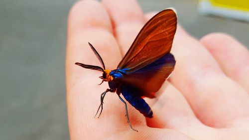 Close-up of insect