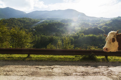 Cow on a road. landscape across border between bosnia and herzegovina and montenegro.