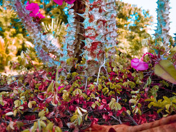 Close-up of pink flowering plants