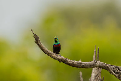 Close-up of bird perching on branch