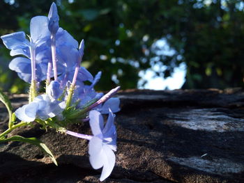 Close-up of flowers against blurred background