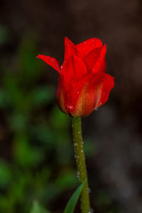 Close-up of red flower