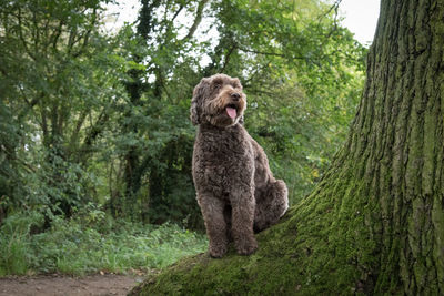 View of a dog sitting on tree trunk