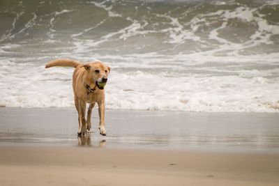 Dog running on beach