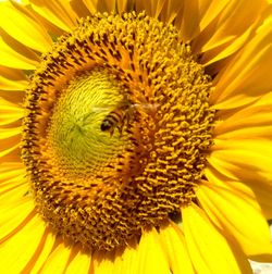 Close-up of yellow flower