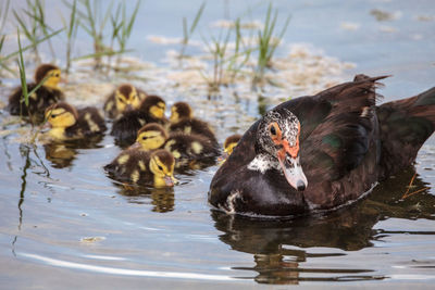 Ducks in a lake