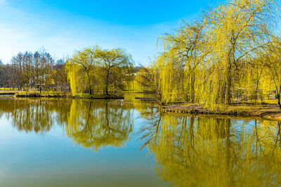 Scenic view of lake surrounded by weeping willows against blue sky in a public park