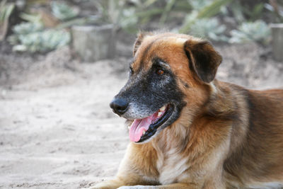 Close-up of dog looking away