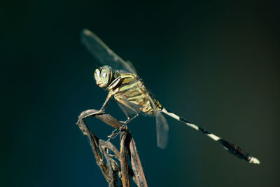 Close-up of damselfly on leaf against blue sky