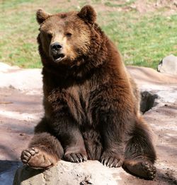 Lion sitting in a zoo