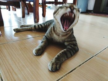 Cat sleeping on floor