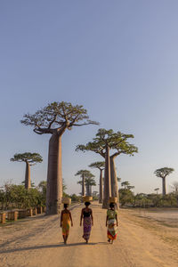 Back view of unrecognizable native females with baskets on heads walking along sandy road with large baobab trees growing on madagascar
