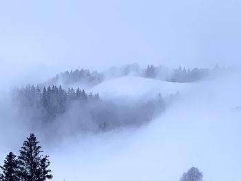 Scenic view of snow covered trees against sky