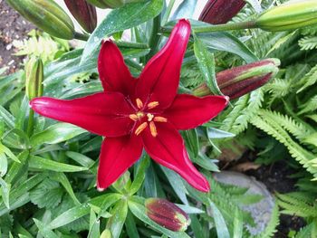 Close-up of red flowering plant