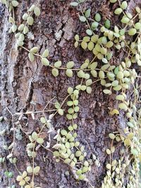 Close-up of ivy growing on tree trunk