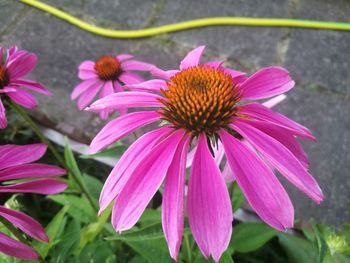 Close-up of pink flower