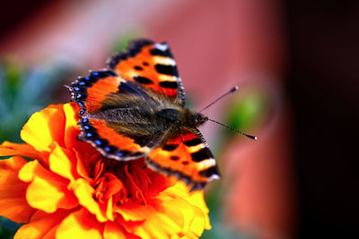 Close-up of butterfly pollinating on orange flower