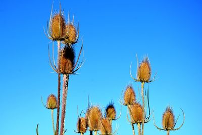 Low angle view of flowering plants against clear blue sky